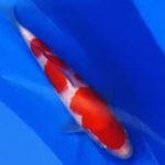 2020年全日本錦鯉総合品評会 受賞鯉