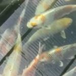 Wada Koi farm.