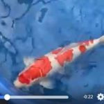 Yamaguchi Koi Farm.