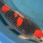 Koda koi farm.