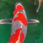 AO Aokiya breed koi