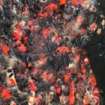Aichi prefecture koi hobbyist house!? Visit.