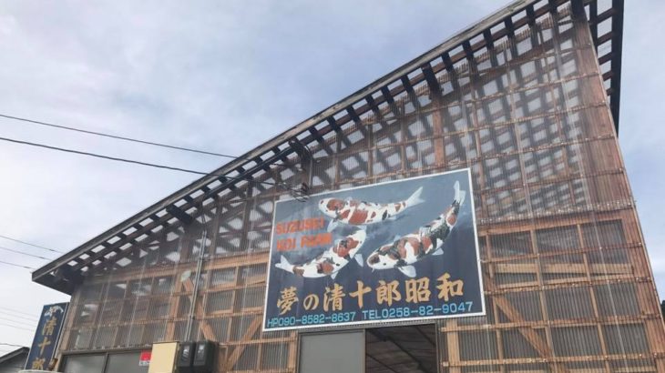 Suzusei koi farm visit.