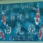 Hakouen koi farm visit in Shiga prefecture.