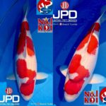 JPD Koi photo collection