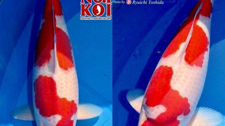 JPD Koi photo collection