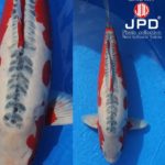 JPD Koi Photo Collections