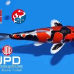 AO Aokiya breed “Beni Kikoku Ryu”