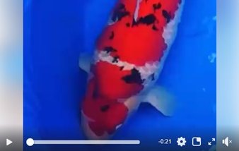 JPD koi Photo video Collections