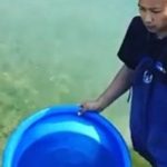 Marujyu 2 Sai ( 2 years old) Mad pond .