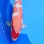JPD koi Photo video Collections