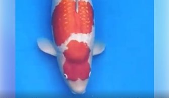 JPD koi Photo video Collections