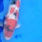 JPD koi Photo video Collections