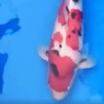 JPD koi Photo video Collections