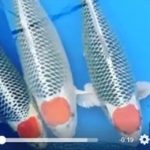 JPD koi Photo video Collections