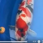 JPD koi Photo video Collections