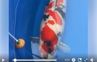 JPD koi Photo video Collections