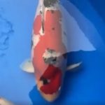 JPD koi Photo video Collections