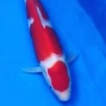 JPD koi Photo video Collections