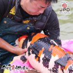 JPD Koi photo Collections