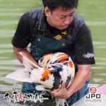 JPD Koi photo Collections