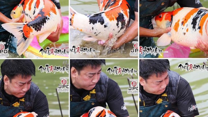 JPD Koi photo Collections