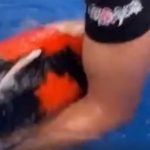 JPD Koi photo Collections