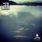 JPD Photo Collections