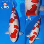 JPD koi photo collections