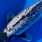 JPD koi photo collections