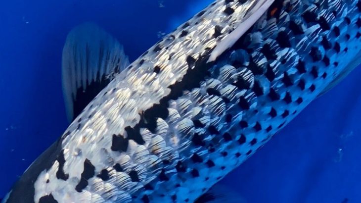 JPD koi photo collections