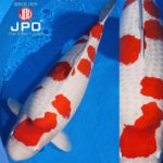 JPD koi photo collections