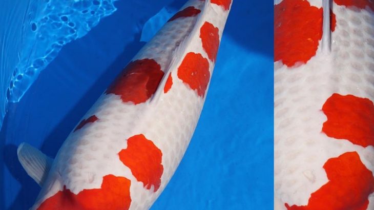 JPD koi photo collections