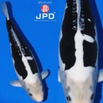 JPD koi photo collections