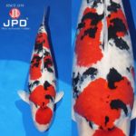 JPD koi photo collections