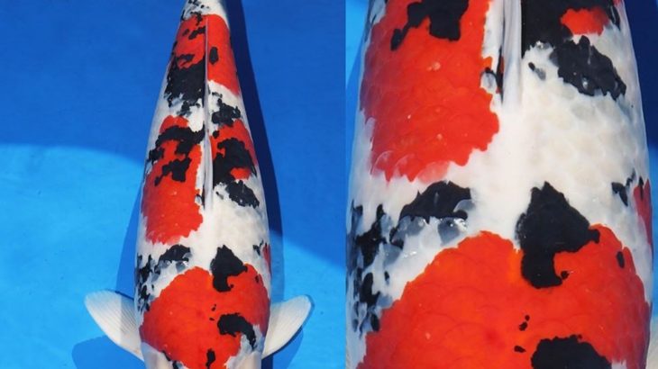 JPD koi photo collections