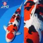 JPD koi photo collections