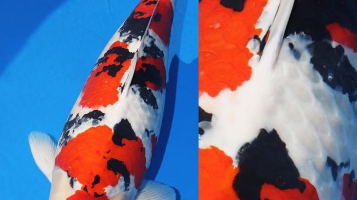 JPD koi photo collections