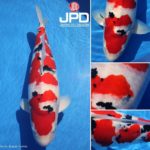 JPD koi photo collections