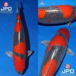 JPD koi photo collections