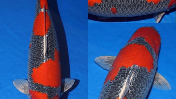 JPD koi photo collections