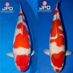 JPD koi photo collections