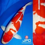 JPD koi photo collections