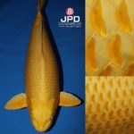 JPD Photo Collections
