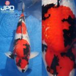JPD Photo Collections