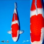 Breeder: Marujyu Koi Farm