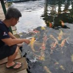 JPD sales manager Cherine Chu visited to Marugen koi farm in Singapore.
