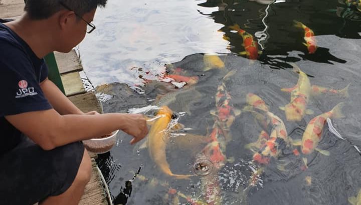 JPD sales manager Cherine Chu visited to Marugen koi farm in Singapore.