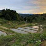 Lot of koi for koi sales  event in Niigata 2020.