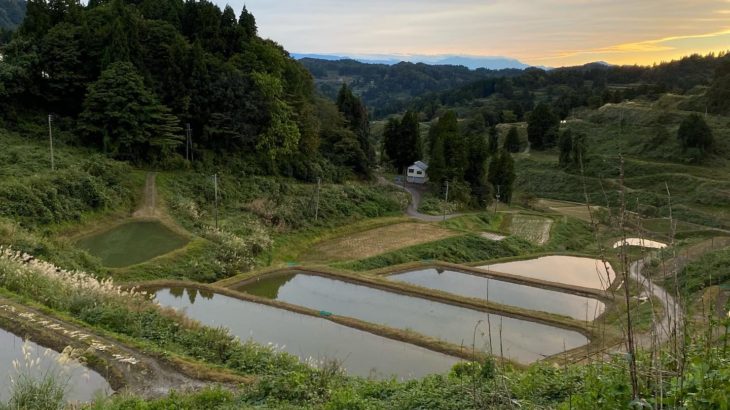 Lot of koi for koi sales  event in Niigata 2020.